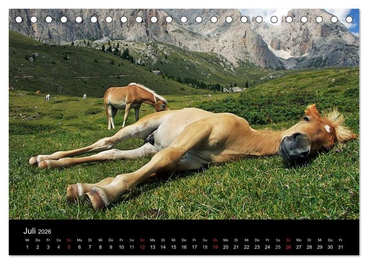 Produktbild: Wundersch&ouml;ne Haflingerwelt (Tischkalender 2026 DIN A5 quer), CALVENDO Monatskalender