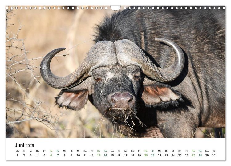 Produktbild: B&uuml;ffel - wild und sch&ouml;n (Wandkalender 2026 DIN A3 quer), CALVENDO Monatskalender