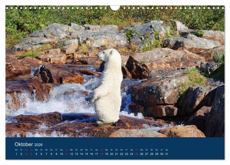 Produktbild: Das Leben der etwas "anderen" Eisb&auml;ren! (Wandkalender 2026 DIN A3 quer), CALVENDO Monatskalender
