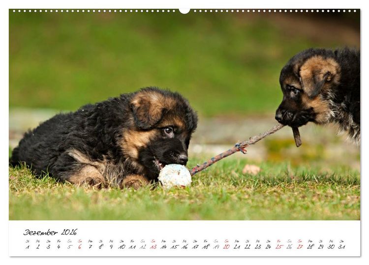 Produktbild: Deutscher Sch&auml;ferhund - Welpen / CH-Version (Wandkalender 2026 DIN A2 quer), CALVENDO Monatskalender