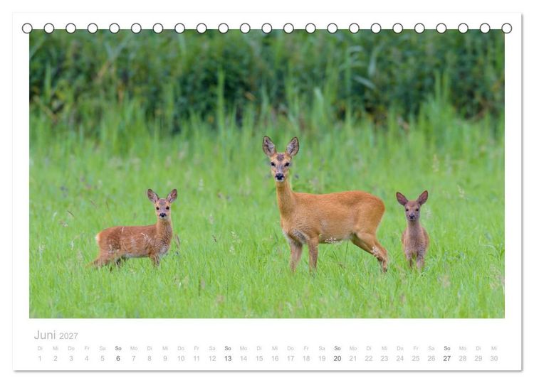 Produktbild: Rehwild 2027 (Tischkalender 2027 DIN A5 quer), CALVENDO Monatskalender