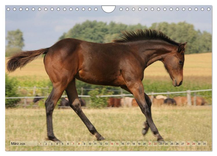 Produktbild: Quarter Horses - Die gr&ouml;&szlig;te Zuchtbuchrasse der Welt (Wandkalender 2026 DIN A4 quer), CALVENDO Monatskalender