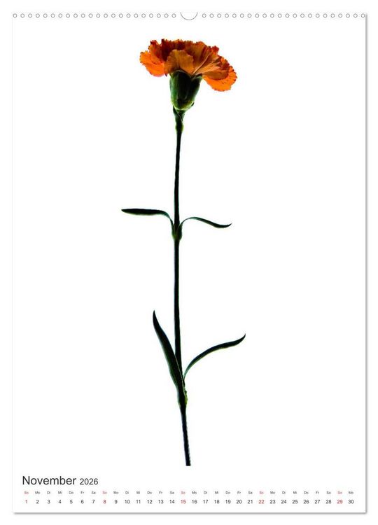 Produktbild: Blumen pur (hochwertiger Premium Wandkalender 2026 DIN A2 hoch), Kunstdruck in Hochglanz