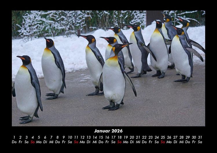 Produktbild: Tiere in der Wildnis 2026 Fotokalender DIN A3