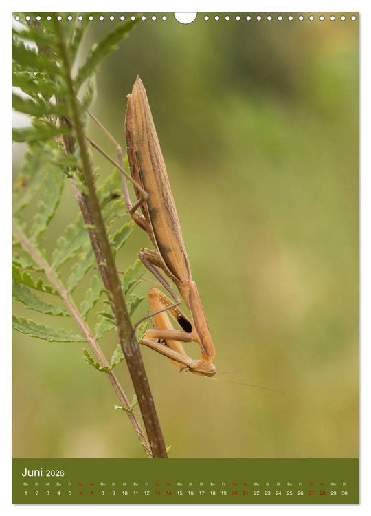 Produktbild: Die Gottesanbeterin. R&auml;uber der Insektenwelt. (Wandkalender 2026 DIN A3 hoch), CALVENDO Monatskalender