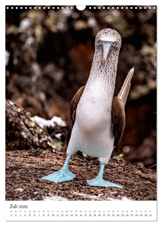Produktbild: Wildlife - Die Tierwelt der Galapagos Inseln (Wandkalender 2026 DIN A3 hoch), CALVENDO Monatskalender