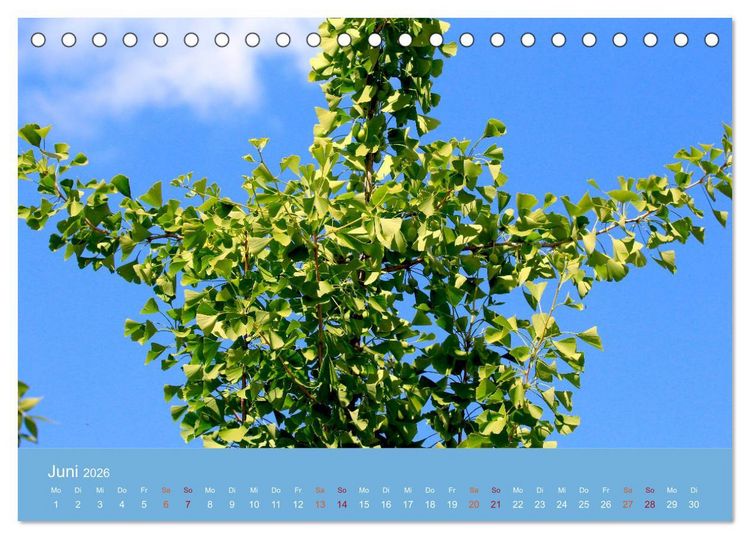 Produktbild: Geliebter Ginkgo (Tischkalender 2026 DIN A5 quer), CALVENDO Monatskalender