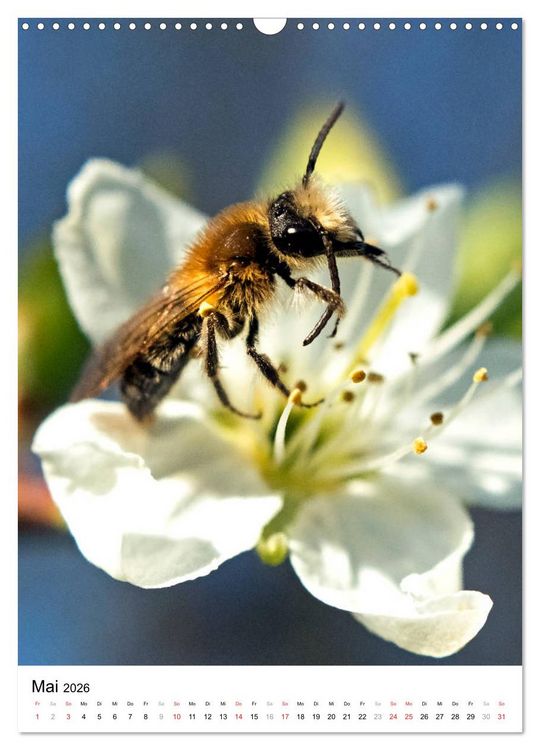 Produktbild: BIENEN - Kleine N&uuml;tzlinge ganz nah (Wandkalender 2026 DIN A3 hoch), CALVENDO Monatskalender