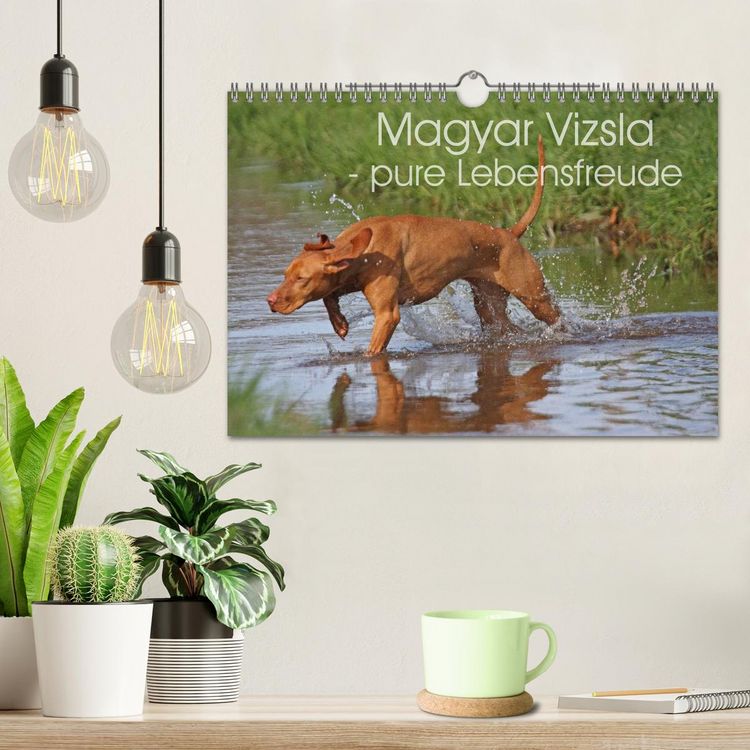 Produktbild: Magyar Vizsla - pure Lebensfreude (Wandkalender 2026 DIN A4 quer), CALVENDO Monatskalender