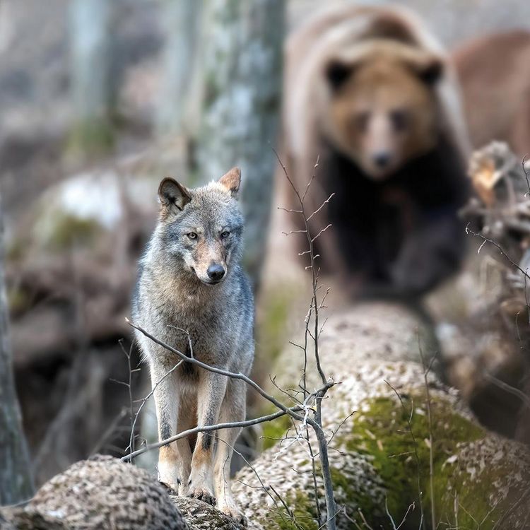 Produktbild: Wolves 2024