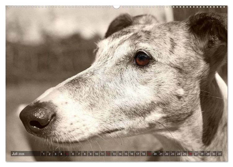 Produktbild: Galgo eye-catcher (hochwertiger Premium Wandkalender 2026 DIN A2 quer), Kunstdruck in Hochglanz