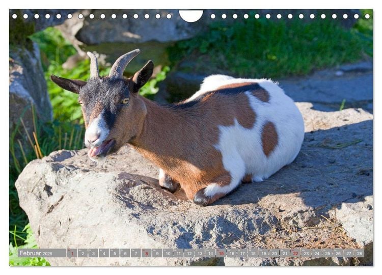 Produktbild: Wir sind die Stars auf der Alm (Wandkalender 2026 DIN A4 quer), CALVENDO Monatskalender