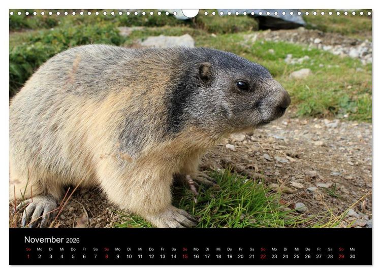 Produktbild: Murmeltiere (Wandkalender 2026 DIN A3 quer), CALVENDO Monatskalender