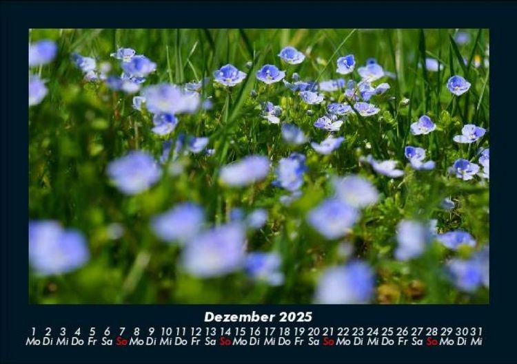 Produktbild: Pflanzen und Bl&uuml;ten 2025 Fotokalender DIN A5