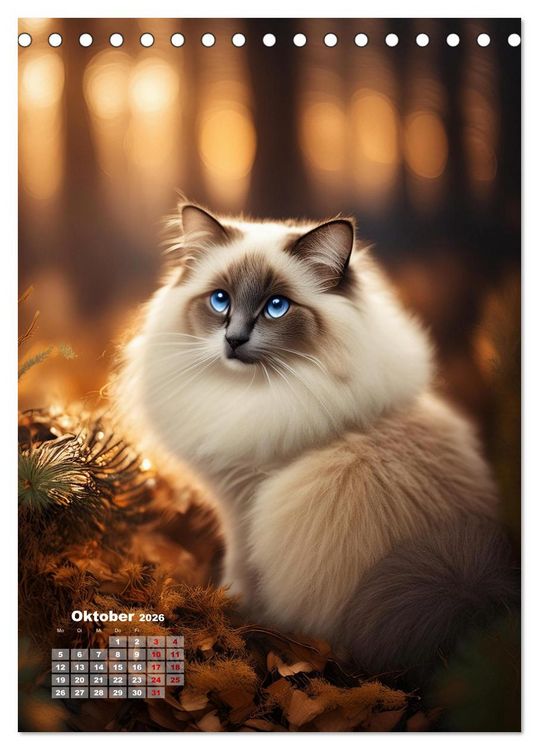 Produktbild: Pfotenabenteuer - Ragdolls in der Natur (Tischkalender 2026 DIN A5 hoch), CALVENDO Monatskalender