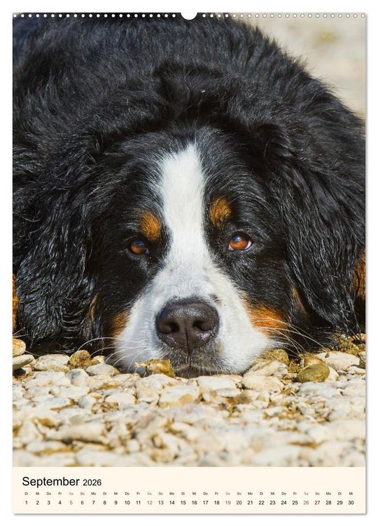 Produktbild: Die sch&ouml;nste Rasse der Welt - Berner Sennenhund (Wandkalender 2026 DIN A2 hoch), CALVENDO Monatskalender