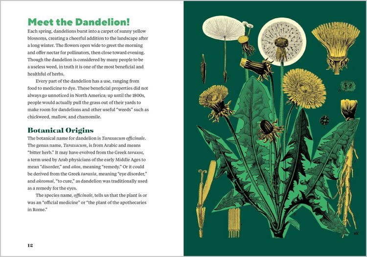 Produktbild: Dandelion Medicine, 2nd Edition