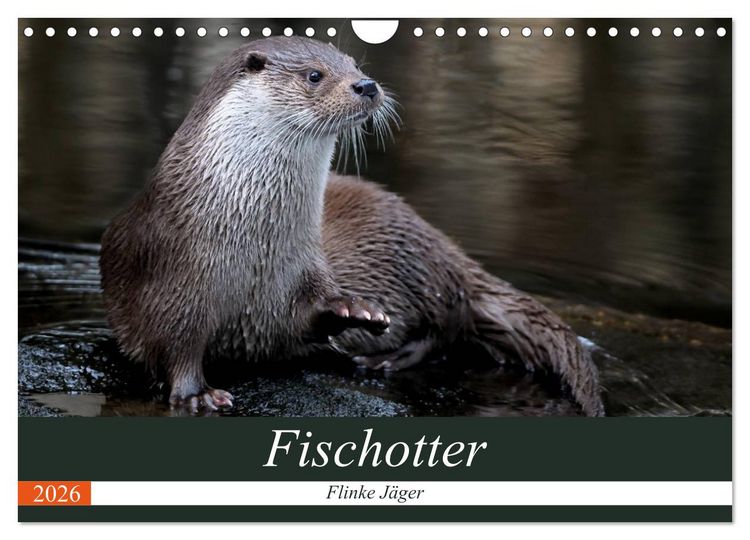 Produktbild: Fischotter, flinke J&auml;ger (Wandkalender 2026 DIN A4 quer), CALVENDO Monatskalender