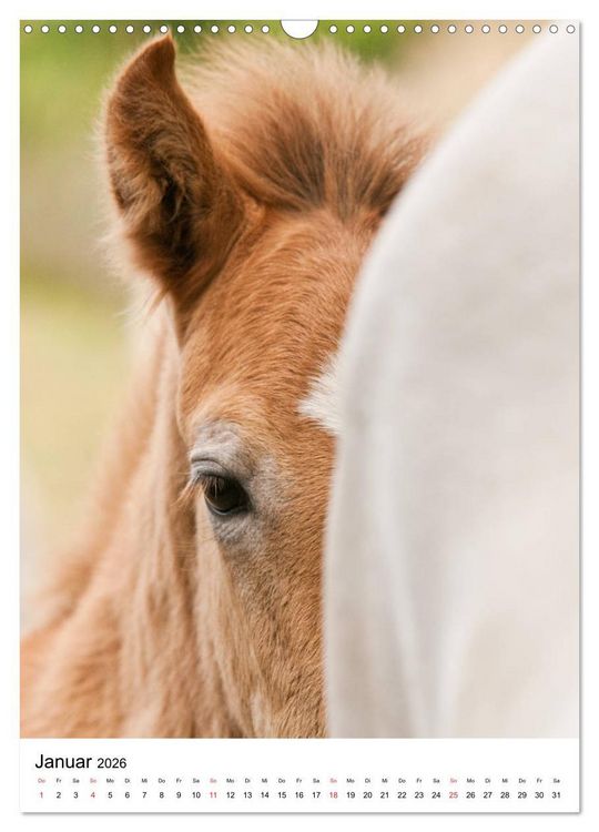 Produktbild: Camargue Pferde - wei&szlig;e M&auml;hnen (Wandkalender 2026 DIN A3 hoch), CALVENDO Monatskalender