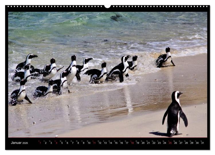 Produktbild: S&Uuml;DAFRIKA Augenblicke (Wandkalender 2026 DIN A2 quer), CALVENDO Monatskalender