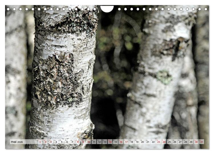 Produktbild: Au c&oelig;ur de la for&ecirc;t (Calendrier mural 2026 DIN A4 vertical), CALVENDO calendrier mensuel