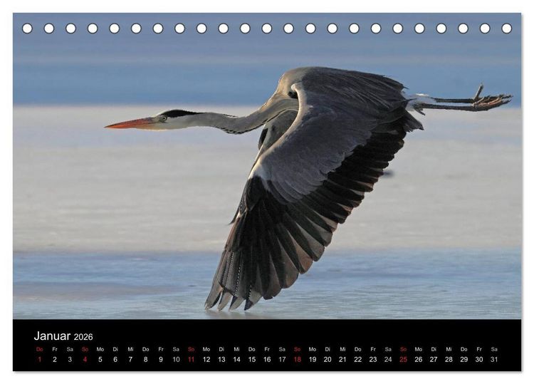 Produktbild: Aus dem Leben der Graureiher (Tischkalender 2026 DIN A5 quer), CALVENDO Monatskalender