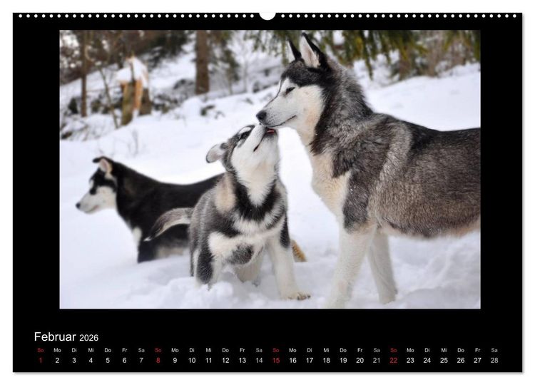 Produktbild: Husky-Kalender (Wandkalender 2026 DIN A2 quer), CALVENDO Monatskalender