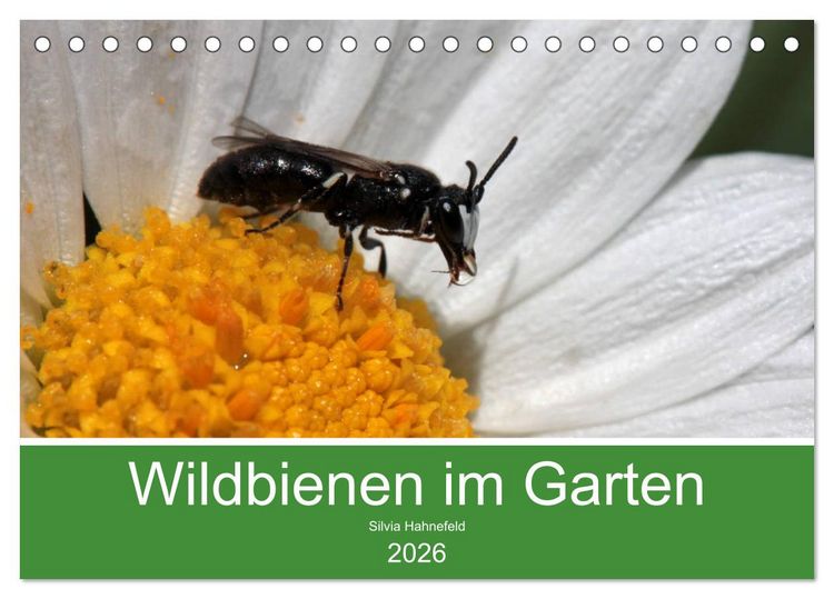 Produktbild: Wildbienen im Garten (Tischkalender 2026 DIN A5 quer), CALVENDO Monatskalender