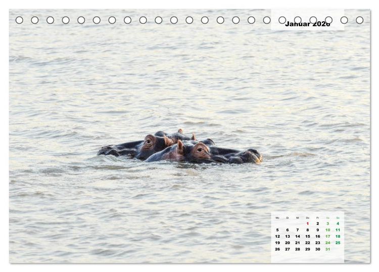 Produktbild: Nilpferde, Kolosse im Wasser (Tischkalender 2026 DIN A5 quer), CALVENDO Monatskalender