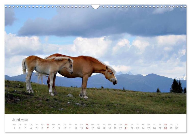 Produktbild: Pferde - In nat&uuml;rlicher Umgebung (Wandkalender 2026 DIN A3 quer), CALVENDO Monatskalender