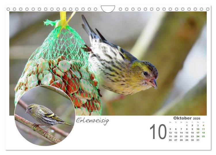 Produktbild: Gefiederte Garteng&auml;ste (Wandkalender 2026 DIN A4 quer), CALVENDO Monatskalender