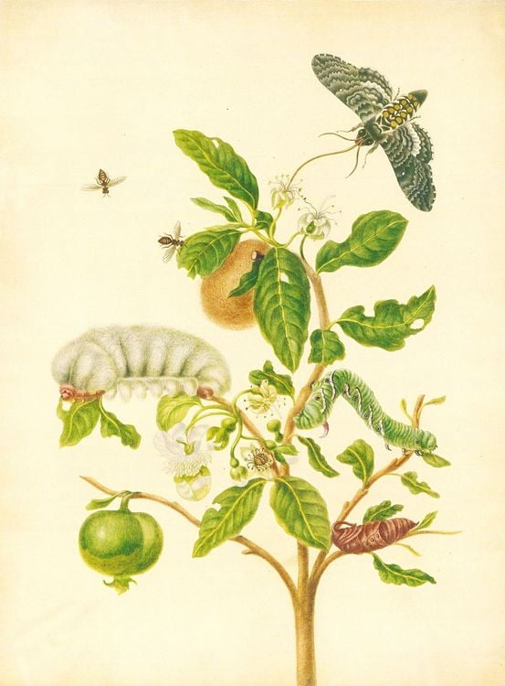 Produktbild: Maria Sibylla Merian &ndash; St. Petersburger Aquarelle (Jubil&auml;umsausgabe)