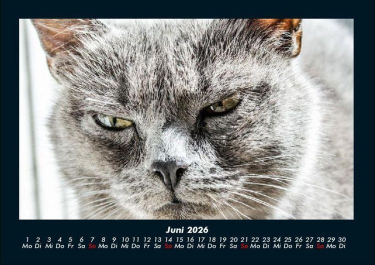 Produktbild: F&uuml;r Katzenfreunde 2026 Fotokalender DIN A4