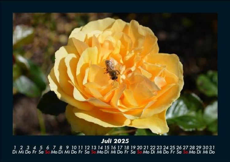 Produktbild: Rosentraum 2025 Fotokalender DIN A5