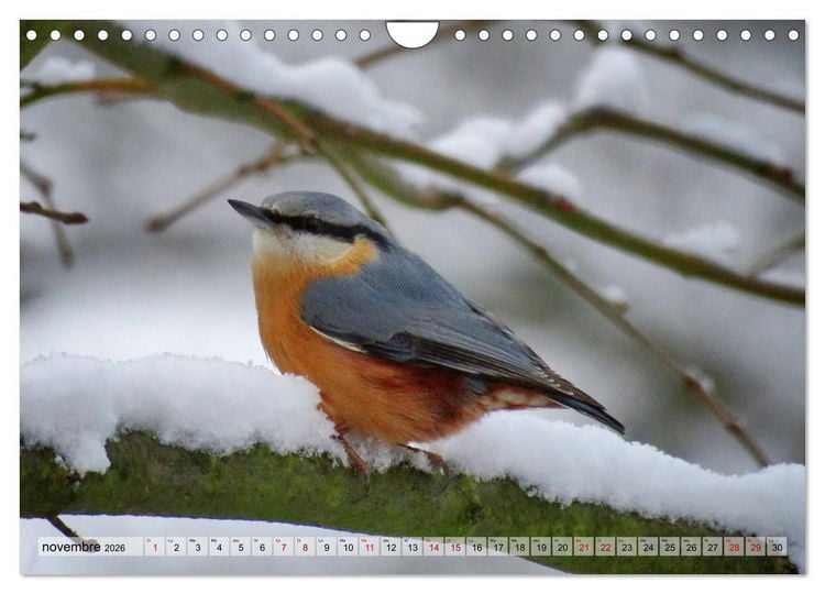 Produktbild: Jolis oiseaux de jardin (Calendrier mural 2026 DIN A4 vertical), CALVENDO calendrier mensuel