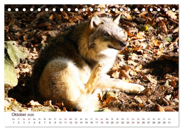 Produktbild: W&ouml;lfe 2026. Tierische Impressionen (Tischkalender 2026 DIN A5 quer), CALVENDO Monatskalender