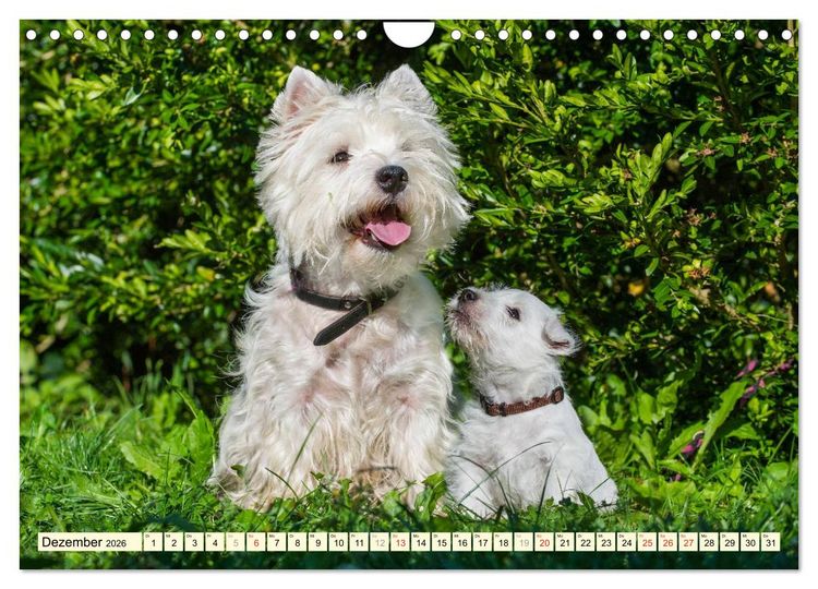 Produktbild: Kobold auf 4 Pfoten - West Highland White Terrier (Wandkalender 2026 DIN A4 quer), CALVENDO Monatskalender