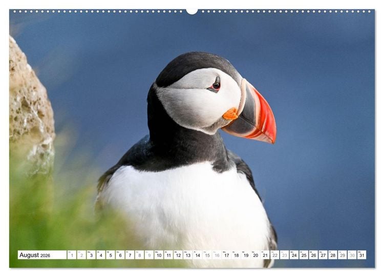 Produktbild: Islands Papageientaucher (hochwertiger Premium Wandkalender 2026 DIN A2 quer), Kunstdruck in Hochglanz