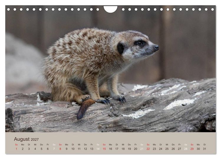 Produktbild: Quirlige Erdm&auml;nnchen (Wandkalender 2027 DIN A4 quer), CALVENDO Monatskalender