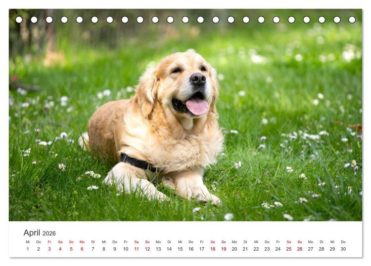 Produktbild: Golden Retriever - Die treuen Begleiter. (Tischkalender 2026 DIN A5 quer), CALVENDO Monatskalender