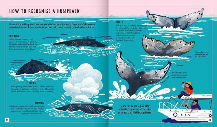 Produktbild: Humpback Whale (Young Zoologist)