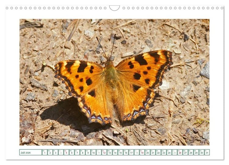Produktbild: Schmetterlinge: zart und bunt (Wandkalender 2026 DIN A3 quer), CALVENDO Monatskalender