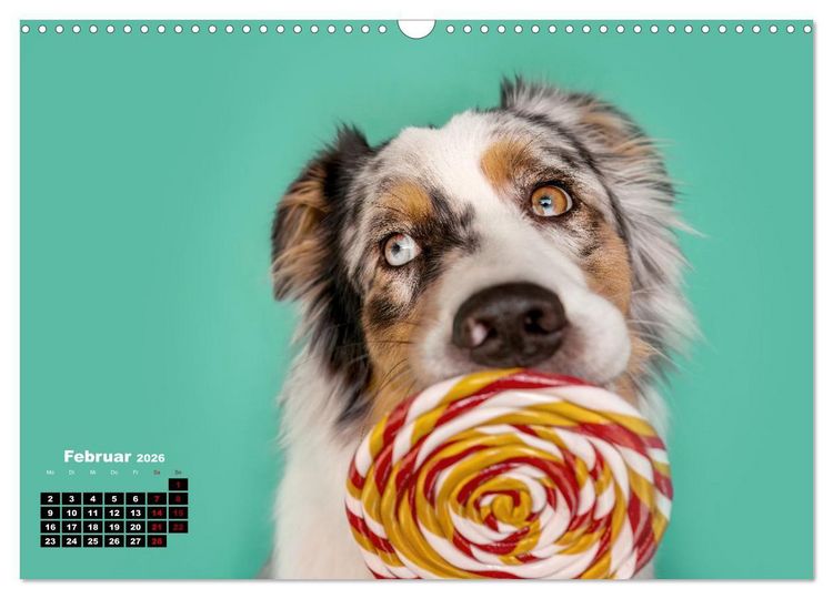 Produktbild: S&uuml;&szlig;e Schnauzen (Wandkalender 2026 DIN A3 quer), CALVENDO Monatskalender