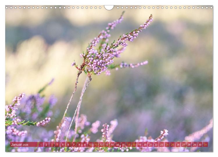 Produktbild: Naturpark Niederlausitzer Heidelandschaft - Heidebl&uuml;te (Wandkalender 2026 DIN A3 quer), CALVENDO Monatskalender
