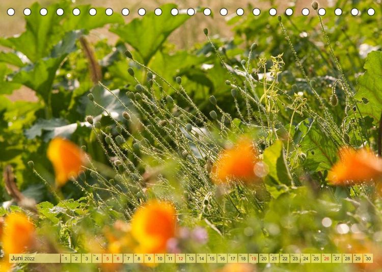 Produktbild: Bauerngarten - bunte Vielfalt (Tischkalender 2022 DIN A5 quer)