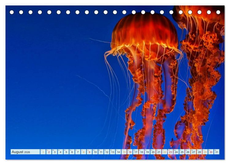 Produktbild: Quallen - einzigartige Wesen (Tischkalender 2026 DIN A5 quer), CALVENDO Monatskalender