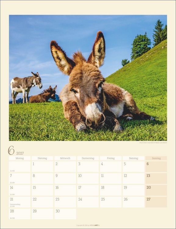 Produktbild: Esel Kalender 2027