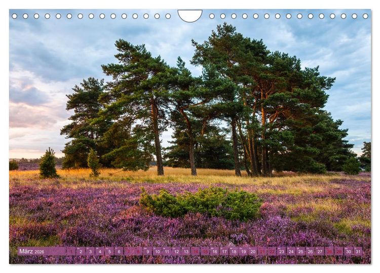 Produktbild: Romantische Heidebl&uuml;te (Wandkalender 2026 DIN A4 quer), CALVENDO Monatskalender