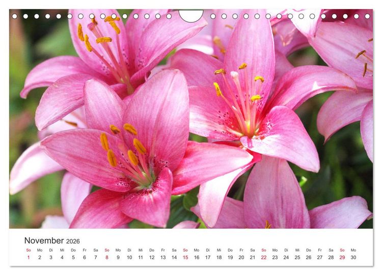 Produktbild: Feurige Lilien (Wandkalender 2026 DIN A4 quer), CALVENDO Monatskalender