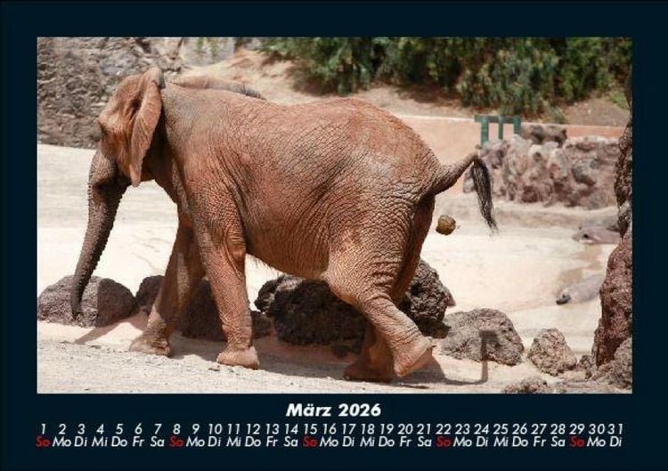 Produktbild: Elefanten 2026 Fotokalender DIN A5